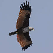 Brahminy Kite