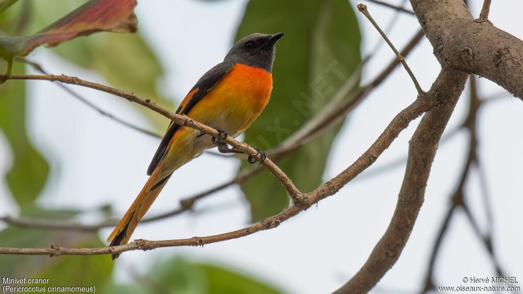 Minivet oranor mâle adulte