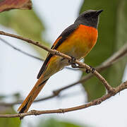 Small Minivet