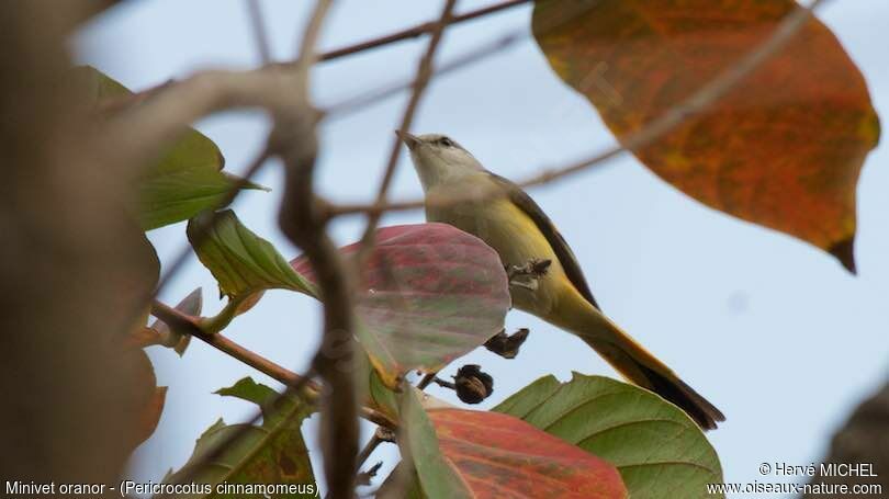 Minivet oranor femelle adulte