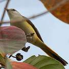 Minivet oranor
