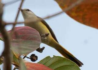 Minivet oranor