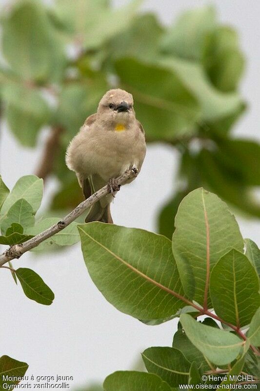 Yellow-throated Sparrow male adult breeding