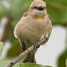Moineau à gorge jaune