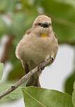 Moineau à gorge jaune