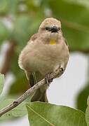 Yellow-throated Sparrow