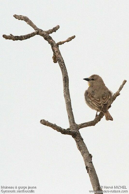 Moineau à gorge jaune mâle adulte nuptial