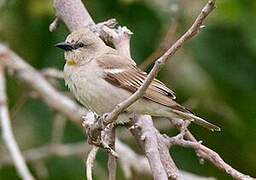 Yellow-throated Sparrow