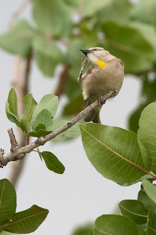 Moineau à gorge jaune mâle