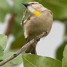 Moineau à gorge jaune