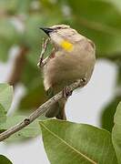 Yellow-throated Sparrow