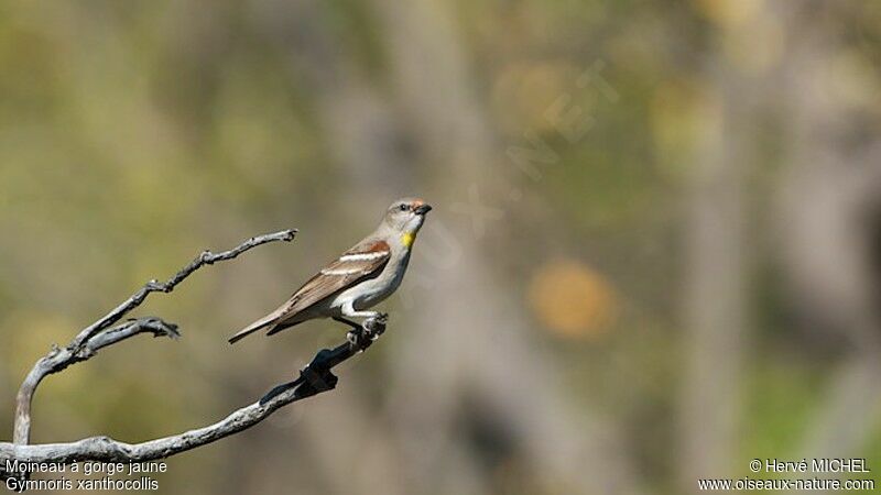 Moineau à gorge jaune mâle adulte nuptial