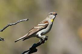 Yellow-throated Sparrow