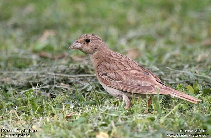 Yellow-spotted Bush Sparrowjuvenile, identification