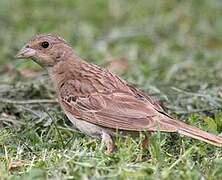 Yellow-spotted Bush Sparrow