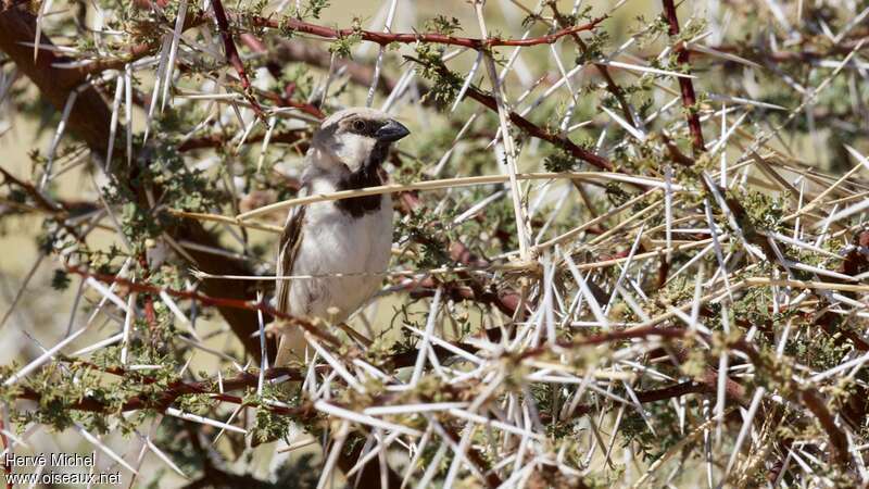 Desert Sparrow male adult, habitat, pigmentation