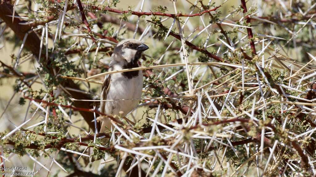 Moineau blanc mâle adulte, habitat, pigmentation