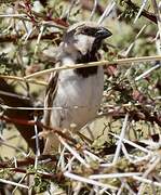 Moineau blanc