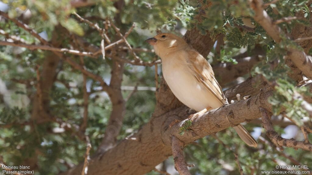 Moineau blanc femelle