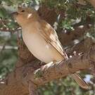 Moineau blanc
