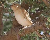 Moineau blanc