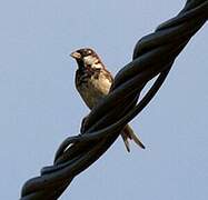 Italian Sparrow