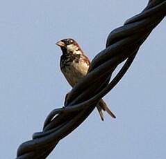 Moineau cisalpin