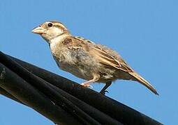 Moineau cisalpin