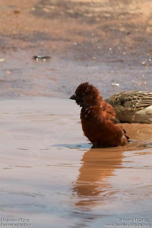 Chestnut Sparrow male adult breeding