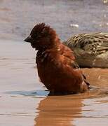 Chestnut Sparrow