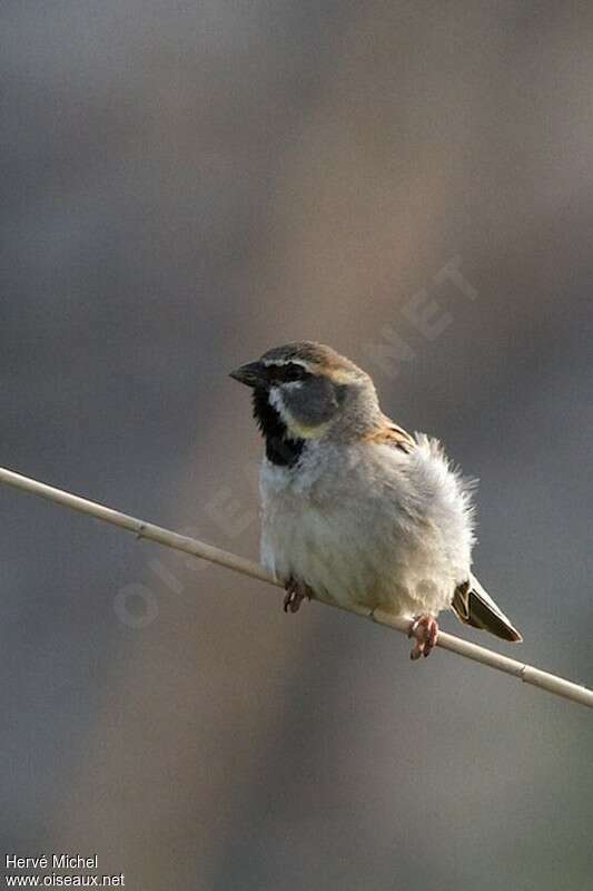Dead Sea Sparrow male adult breeding, close-up portrait