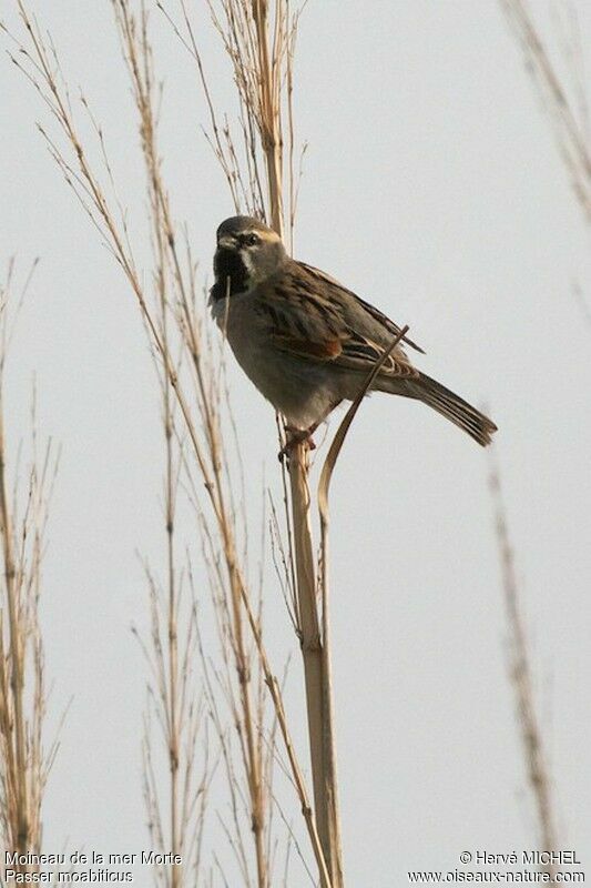 Dead Sea Sparrow male adult breeding