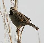 Moineau de la mer Morte