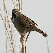 Dead Sea Sparrow