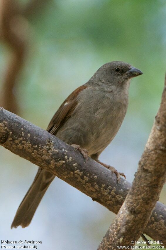 Moineau de Swainson