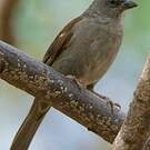 Moineau de Swainson