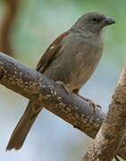 Swainson's Sparrow