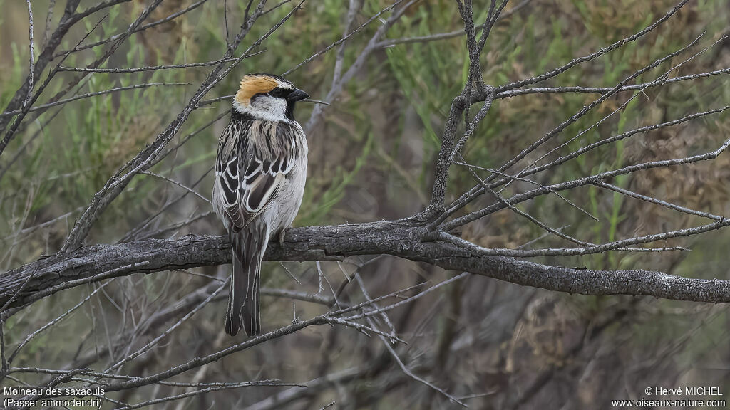 Moineau des saxaouls mâle adulte nuptial