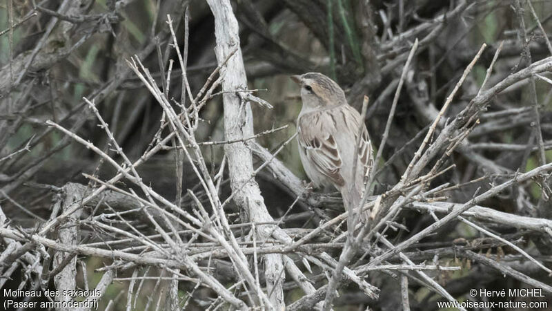 Saxaul Sparrow female adult breeding