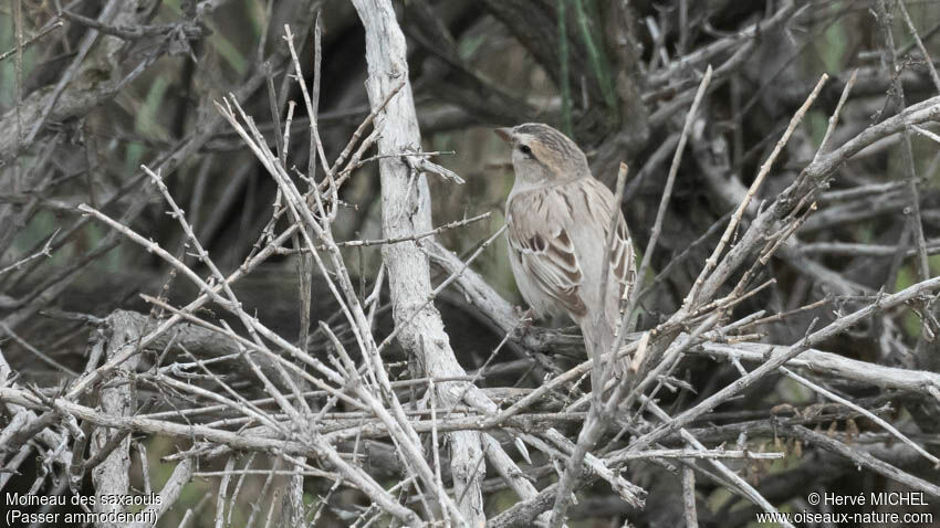 Moineau des saxaouls femelle adulte nuptial