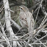 Moineau des saxaouls