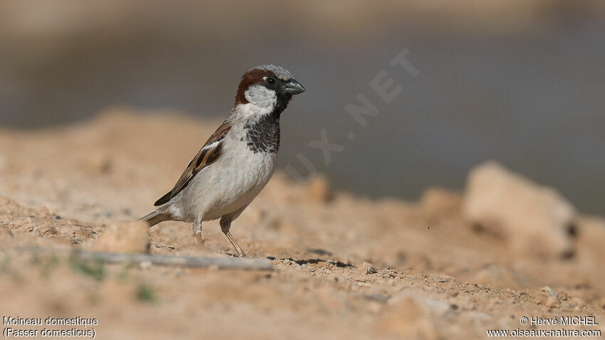 House Sparrow male adult breeding