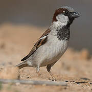 House Sparrow