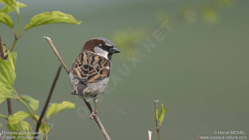 Moineau domestique mâle adulte nuptial