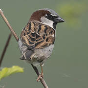 House Sparrow