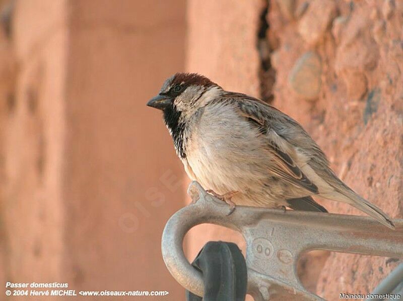 Moineau domestique