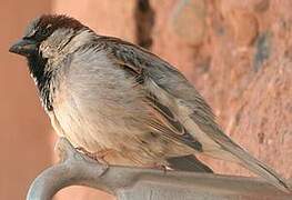 Moineau domestique