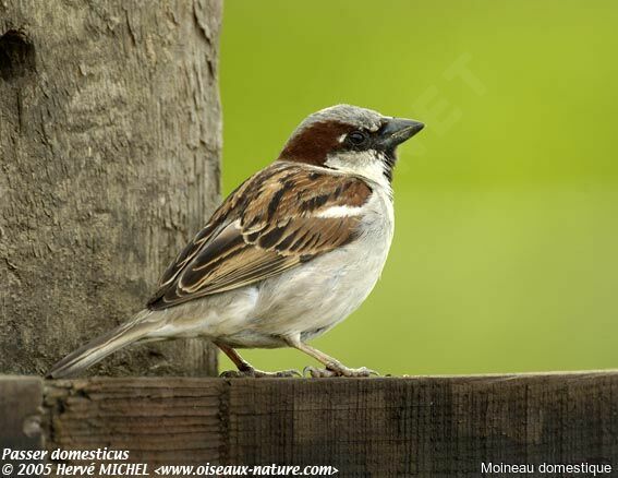 House Sparrow