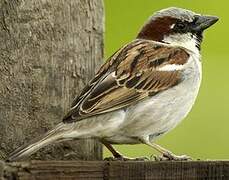 House Sparrow