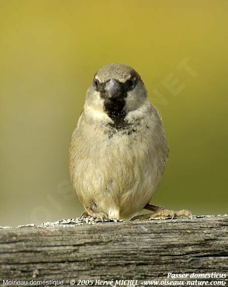 House Sparrow